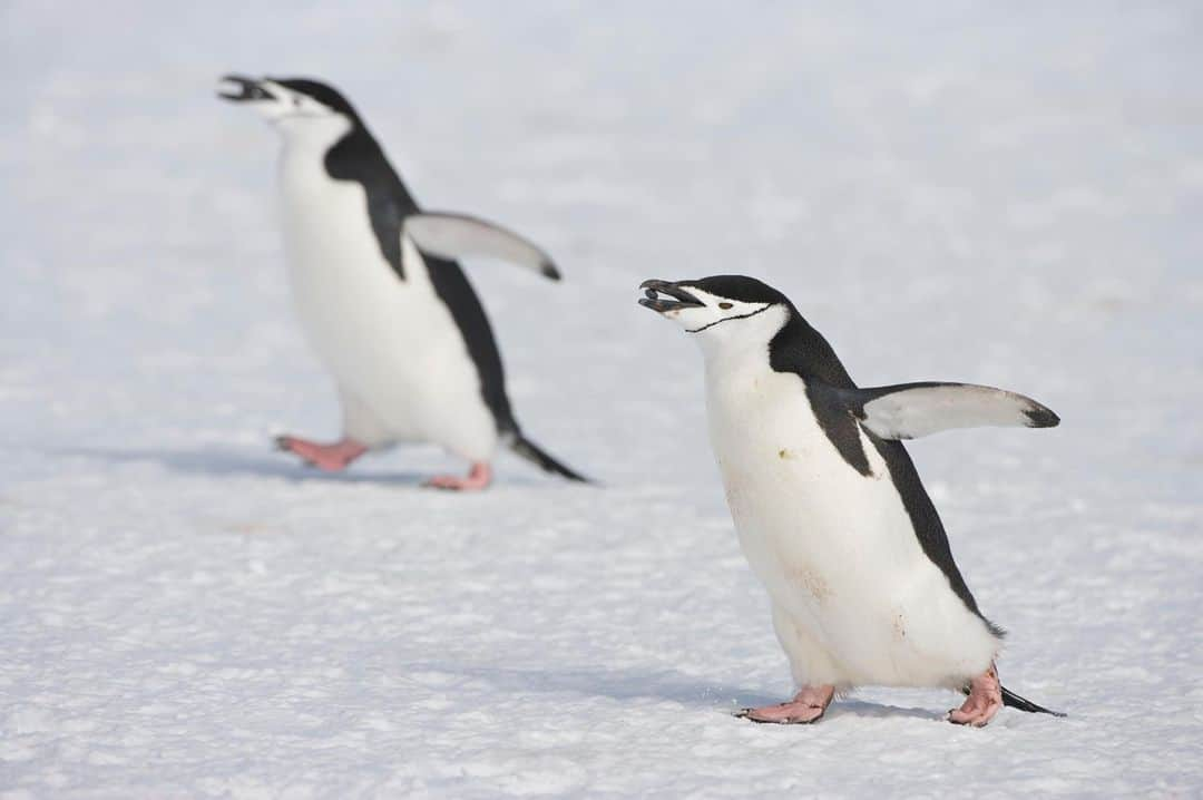 アニマルプラネットさんのインスタグラム写真 - (アニマルプラネットInstagram)「This holiday season, give the one you love a... pebble? That is if you're a penguin! Some males will actually give females stones and rocks as a romantic gesture! . . . . #penguin #giftgiving #holidays #gift #gifts #penguins #mating #animal #animalplanet #photooftheday #pictureoftheday」12月17日 2時18分 - animalplanet