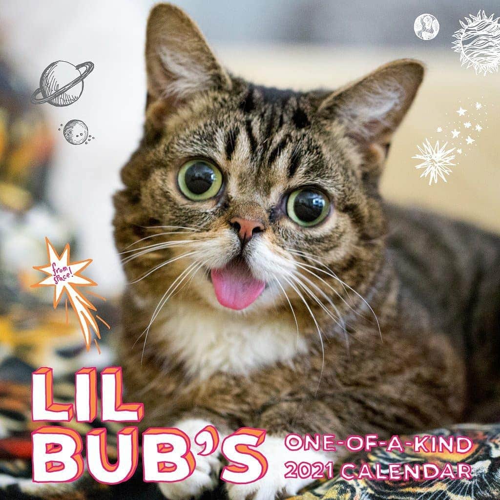 Lil BUBさんのインスタグラム写真 - (Lil BUBInstagram)「It’s Lil BUB’s Last Chance Before Christmas Sale at the link in our bio (www.lilbub.com/store). Friday is the USPS deadline for orders to arrive before Christmas, so there's still time!  Place your order now for 33% off the best BUB stuff (Plush Toys, Knit Sweaters, Calendars, Socks, and Face Masks), plus another 10% off your entire order with a $1 donation to special needs pets, plus free gifts with every purchase. The Gift of BUB is a gift for all. #bestjobbub #giftofbub #lilbub」12月17日 2時50分 - iamlilbub
