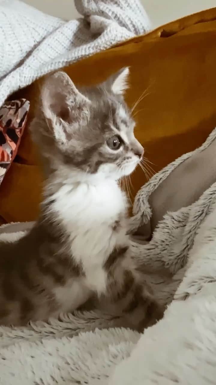 NICOLAS SIMOESのインスタグラム：「You wanna play? Let’s play 😎😻」