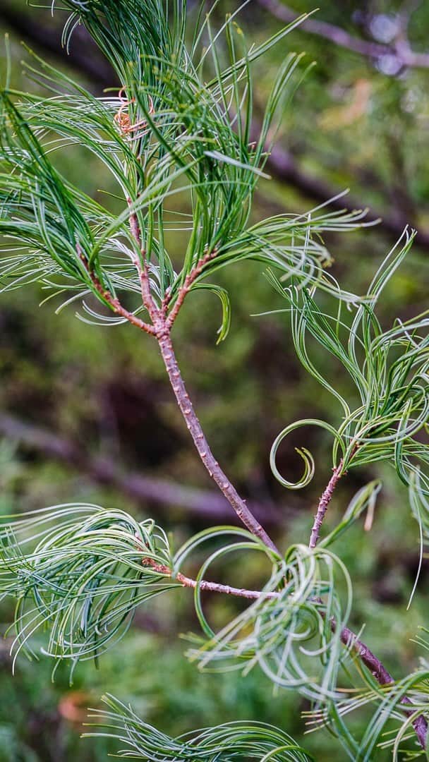ニューヨーク植物園のインスタグラム：「Kids can discover what makes the pines, junipers, and hollies of winter truly evergreen. . Join Arvolyn Hill, Coordinator of Family Programs for the Everett Children's Adventure Garden, to explore the specialized leaves of these beloved species, and join in to make decorative evergreen swags to hang up outside your door this holiday season. . #Pinus strobus 'Contorta' #plantlove #nybgathome #museumfromhome」