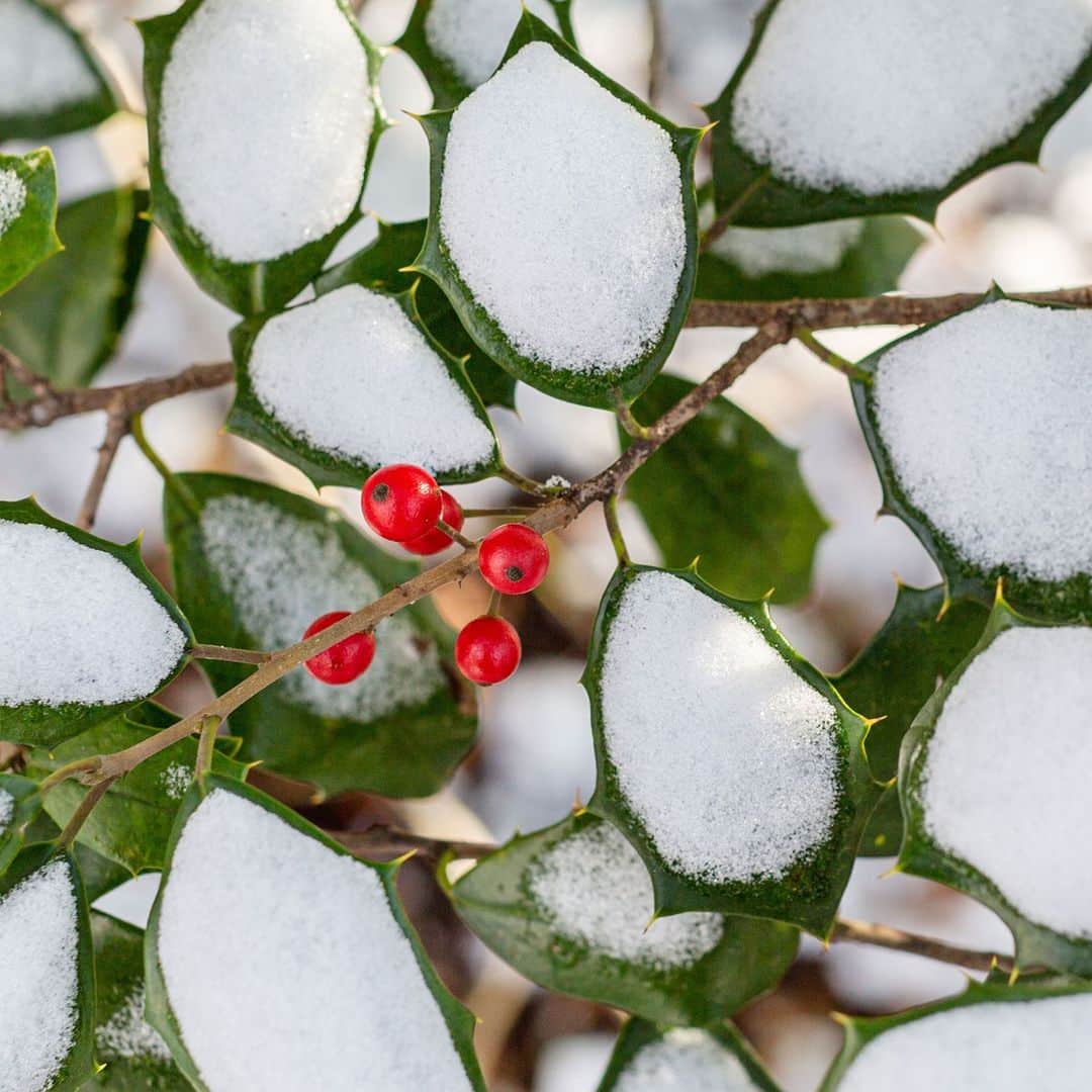 ニューヨーク植物園のインスタグラム：「Due to the impending snow storm, NYBG will close to the public at 3 p.m. today. Ticket holders for today should email ticketingsupport@nybg.org for assistance.」