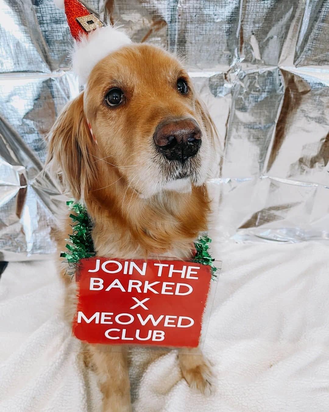 8crapさんのインスタグラム写真 - (8crapInstagram)「Join the “Barked X Meowed VIP Club” for monthly rewards! 🐾 Refer your friends to join for a chance to win an extra $100 Amazon Gift Card! . 🎁 Tap link in bio to join the “Barked X Meowed VIP Club” for FREE now! - 📷 @boomertheg0lden - #️⃣ Hashtag #BarkedMeowedVIPClub on your dog’s photo/video like this, for a chance to be featured! - #barked @meowed #BarkedMeowedVIPClub #BMVIPC #dog #doggo #GoldenRetriever」12月17日 5時00分 - barked