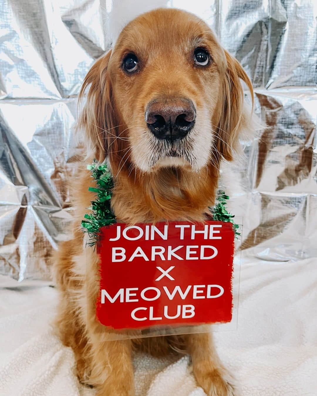 のインスタグラム：「Join the “Barked X Meowed VIP Club” for monthly rewards! 🐾 Refer your friends to join for a chance to win an extra $100 Amazon Gift Card! . 🎁 Tap link in bio to join the “Barked X Meowed VIP Club” for FREE now! - 📷 @boomertheg0lden - #️⃣ Hashtag #BarkedMeowedVIPClub on your dog’s photo/video like this, for a chance to be featured! - #barked @meowed #BarkedMeowedVIPClub #BMVIPC #dog #doggo #GoldenRetriever」