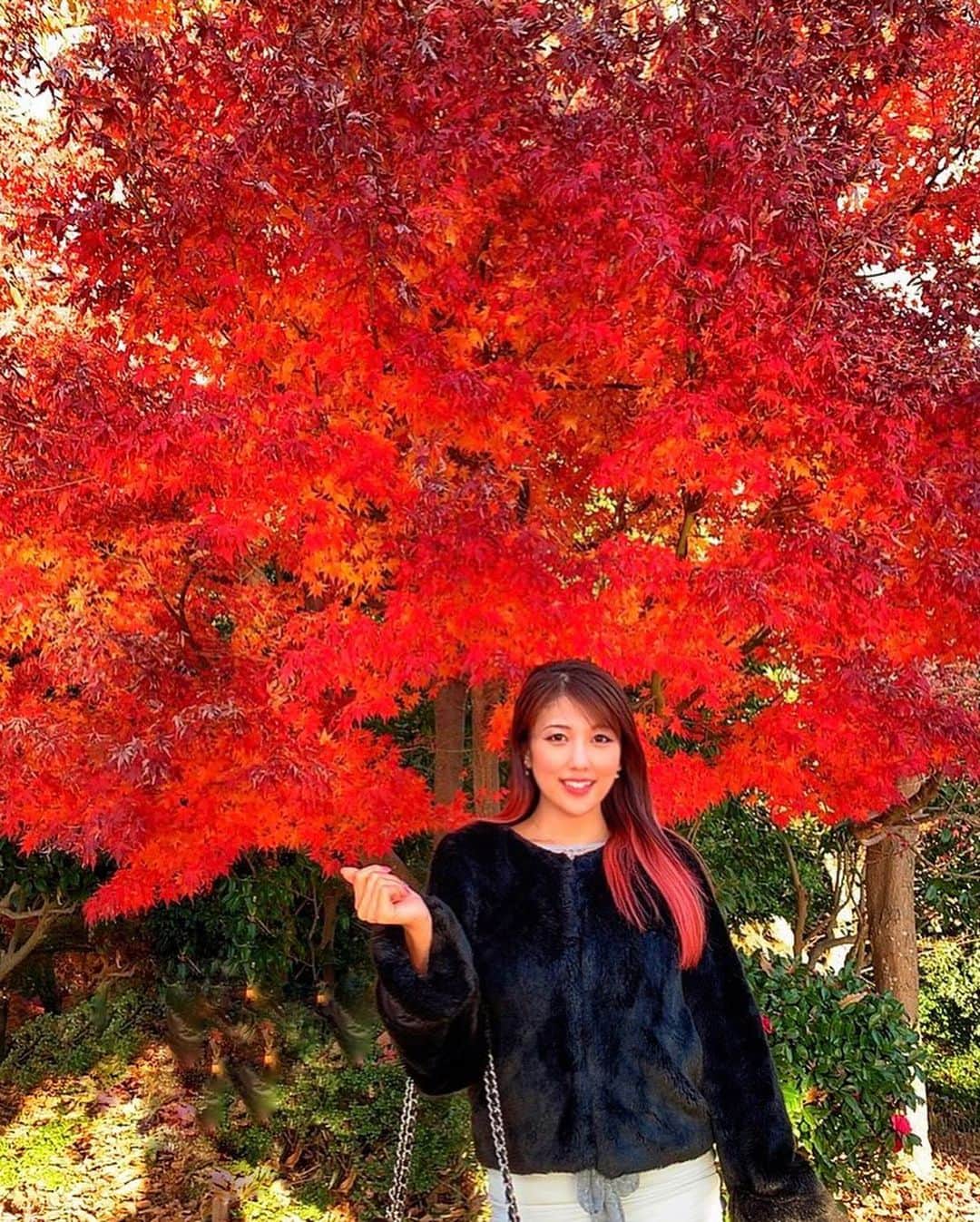神谷麻美さんのインスタグラム写真 - (神谷麻美Instagram)「#紅葉 🍁❤✨ #真っ赤 だね❤🍁✨ #真っ赤な秋 🍁🏯❤✨」12月17日 15時16分 - asamice428
