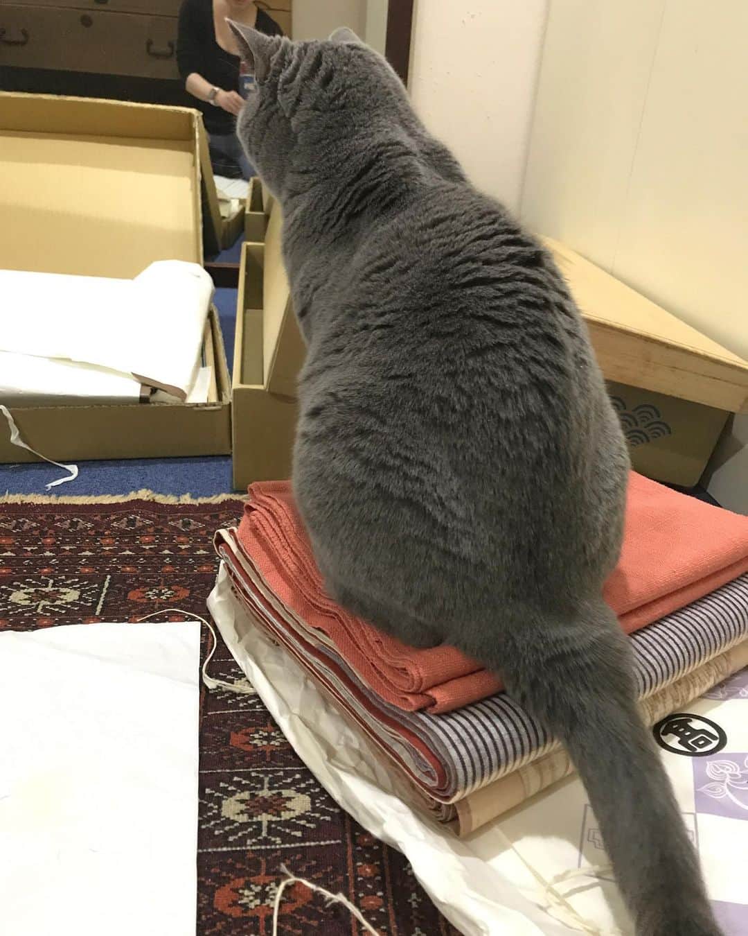 八木沼純子のインスタグラム