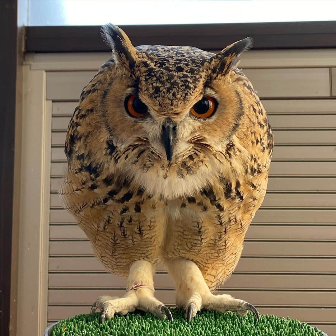 GEN3 Owlのインスタグラム：「何かに似ているような・・・ He looks like something..  #owl #owlgaru #pokemon #フクロウ」