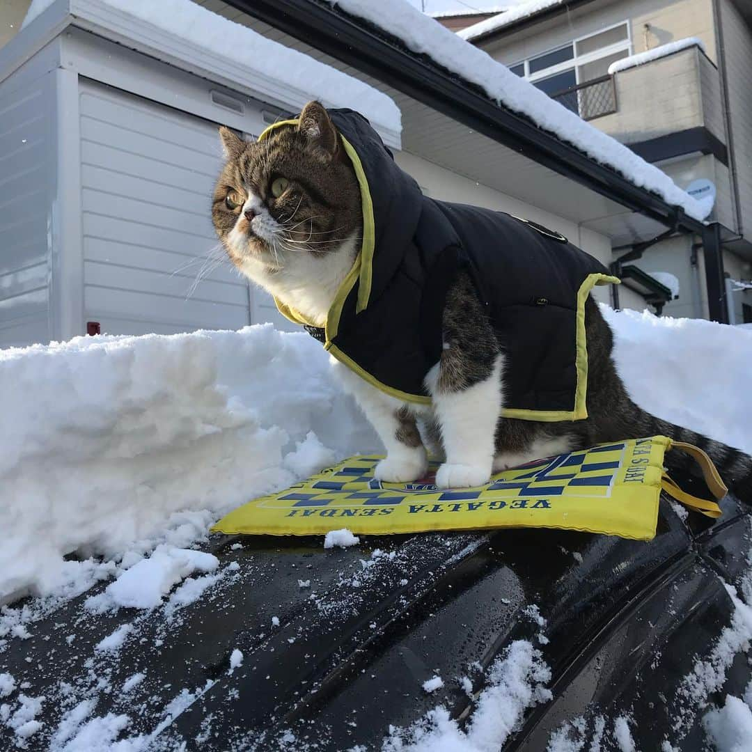 Izumi Kanno??のインスタグラム：「☮️ きつい。。お気に入りのバットマンのコートが縮んでしまった。。。🙀 * The cold never bothered me anyway 🙀😹😹 ＊ ＊ ＊」