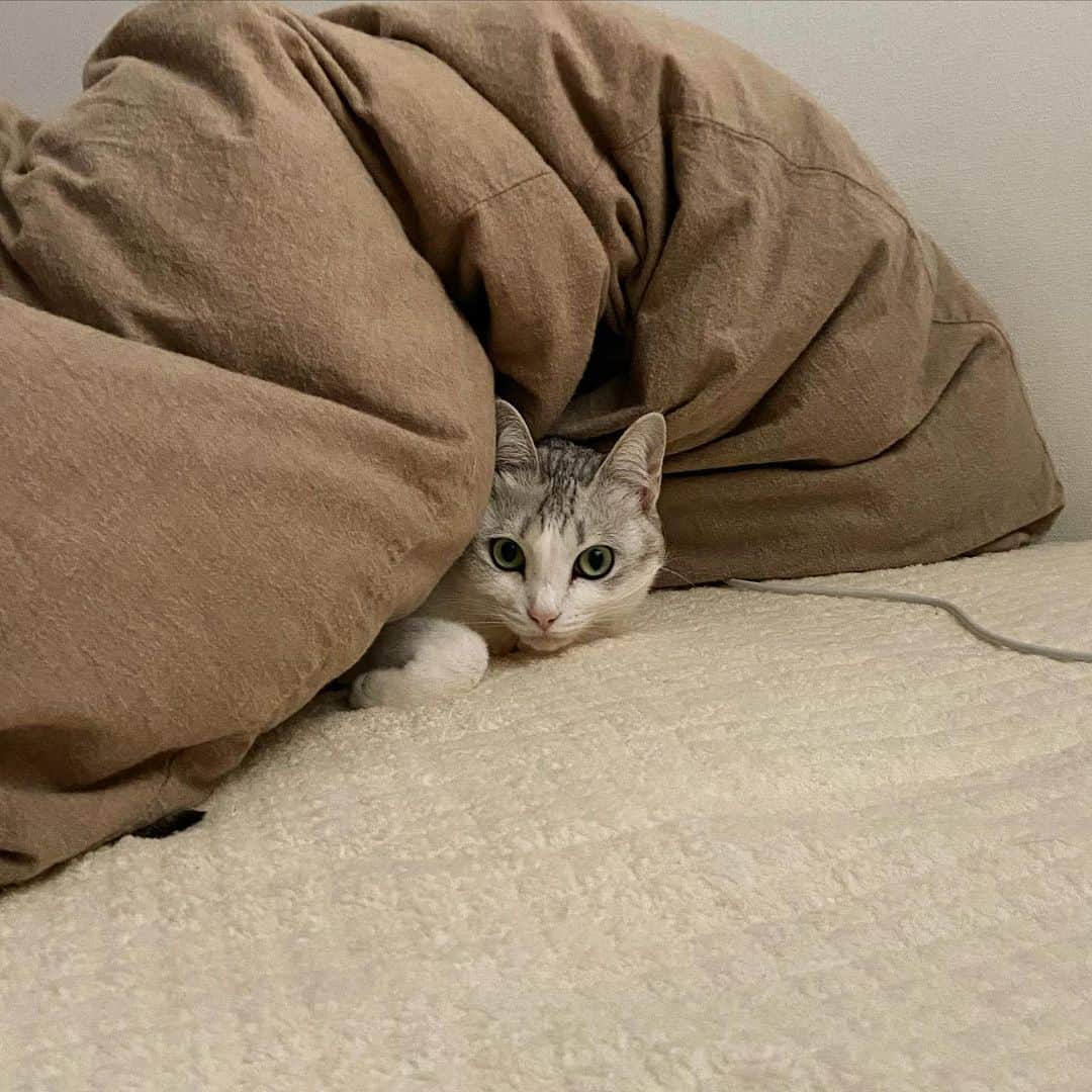 つるちゃんのインスタグラム：「寒いにゃ❄️ It’s cold❄️ .  #猫 #ねこ #にゃんこ #美猫 #ねこ部 #ふわもこ部 #ねこすたぐらむ #ペコねこ部 #猫好きさんと繋がりたい #にゃんすたぐらむ #cat #neko #instacat #catstagram #instagramcats  #catsconnect #meowbox #picneko #bestmeow #catsofinstagram #meowed #rakutenpet」