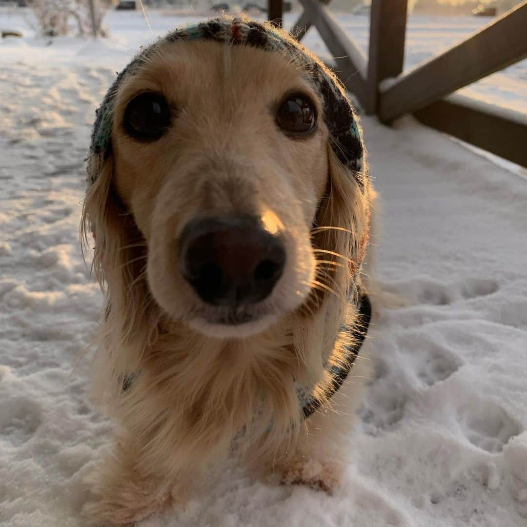 ハッチ＆ニコのインスタグラム：「am6:54に−12℃ 🥶🐶  #カメラ嫌い同好会 #pecoいぬ部 #犬の生活が第一 #癒しわんこ #dachshund #犬バカ部 #短足部 #ふわもこ部 #tokyocameraclub #東京カメラ部」