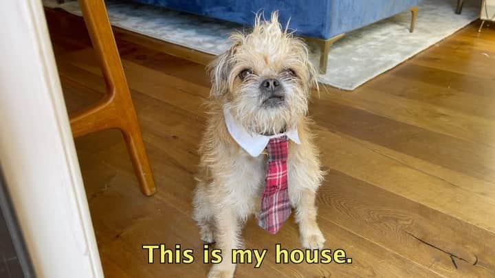 ユージン・リー・ヤンのインスタグラム：「This is what y’all meant when you said you wanted a house tour, right? 🏠🐶👔 @itspestothepup  🎧 audio credit: “Dog of Wisdom” by Joe Gran」