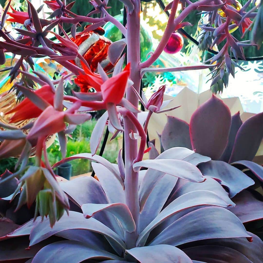 のインスタグラム：「THIS GUY AGAIN 🌸🌸🌸 #GASOLINEGARDEN #ILOVEGARDENS #GARDENSRULE #GARDENCHURCH #GARDENPARTY #GARDENMAGIC #AVANTGARDEN #GARDENS #GARDENGANGSTER #GARDEN #GRADENLIFE #GARDENER #GARDENTIME  #GARDENING #VEGETABLEGARDEN #FLOWERS #SUCCULENTS  #PLANTS  #CACTUS #AYEARINFLOWERS  #shadowhills  #THANKYOU  @gasolineglamour  #GASOLINEGLAMOUR #PLANTSOMESHIT  #GROWSOMESHIT  @nicksnursery  #NICKSNURSERY」