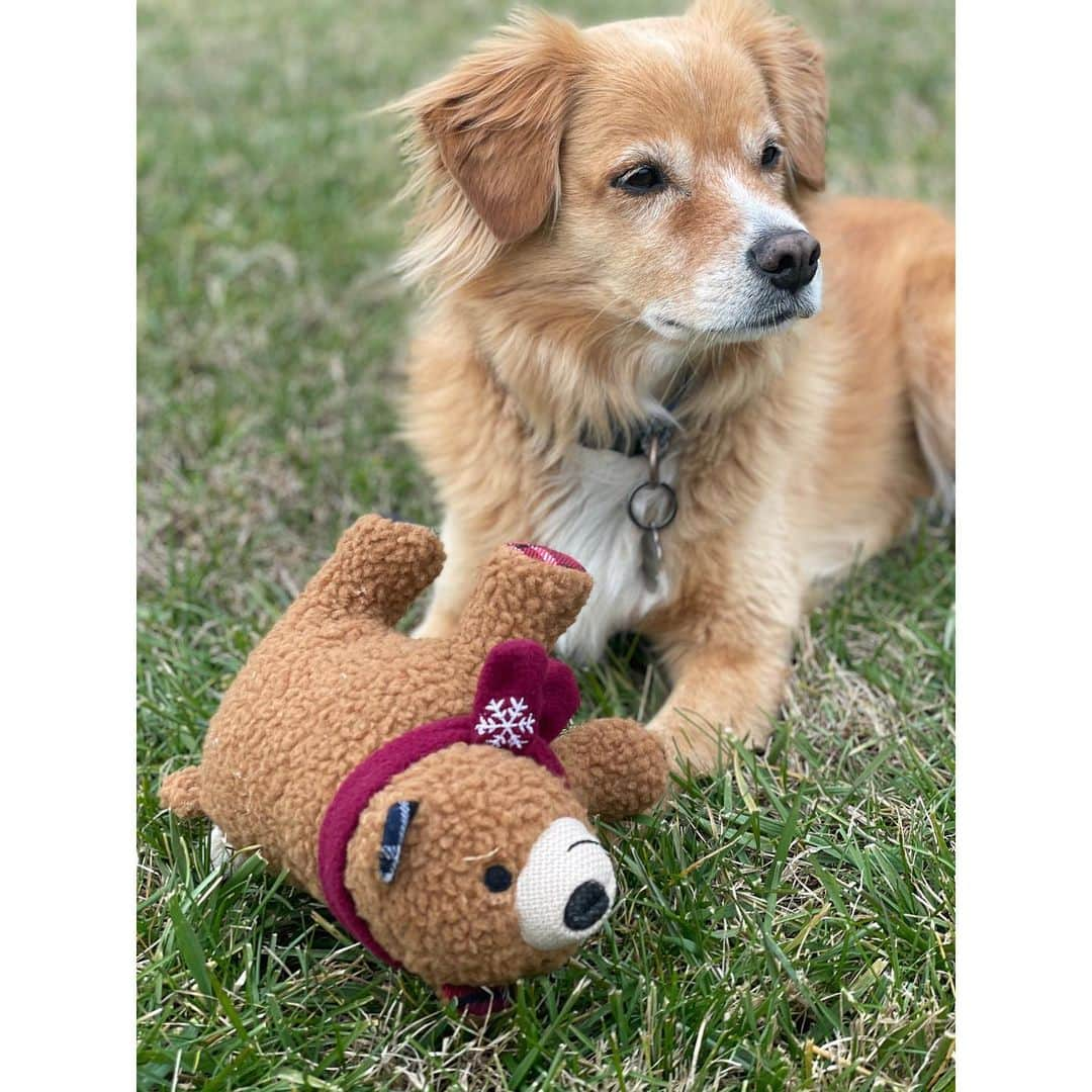 ミランダ・ランバートさんのインスタグラム写真 - (ミランダ・ランバートInstagram)「My pups got their Christmas presents early! A few of the new toys from the @muttnation line at @tractorsupply.」12月17日 7時46分 - mirandalambert