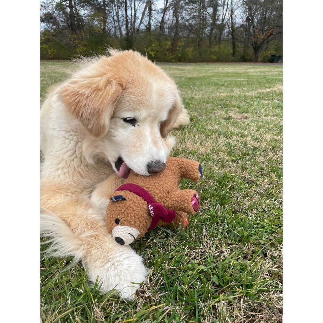 ミランダ・ランバートさんのインスタグラム写真 - (ミランダ・ランバートInstagram)「My pups got their Christmas presents early! A few of the new toys from the @muttnation line at @tractorsupply.」12月17日 7時46分 - mirandalambert