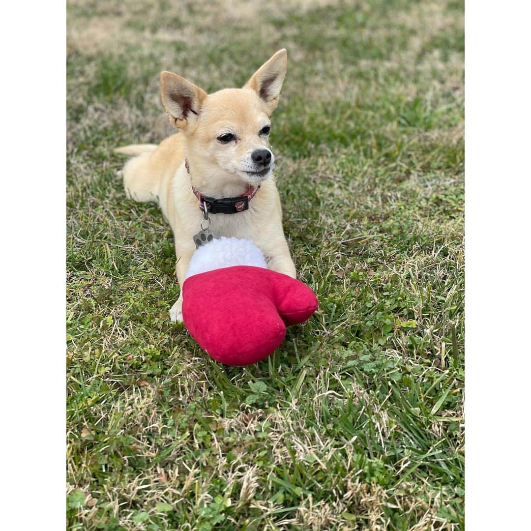 ミランダ・ランバートさんのインスタグラム写真 - (ミランダ・ランバートInstagram)「My pups got their Christmas presents early! A few of the new toys from the @muttnation line at @tractorsupply.」12月17日 7時46分 - mirandalambert