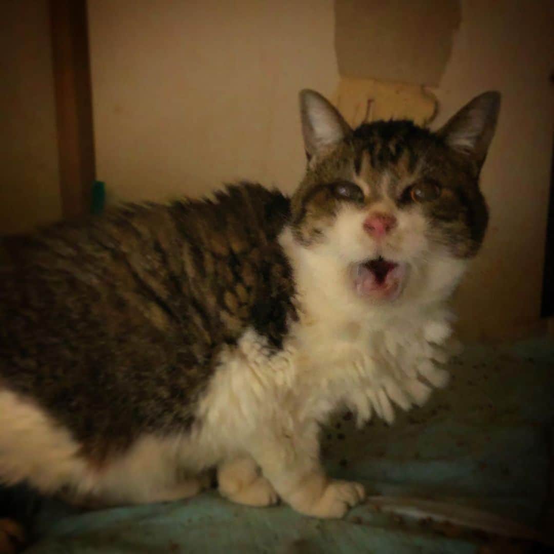 町田康のインスタグラム：「じゃかあっしゃ。」