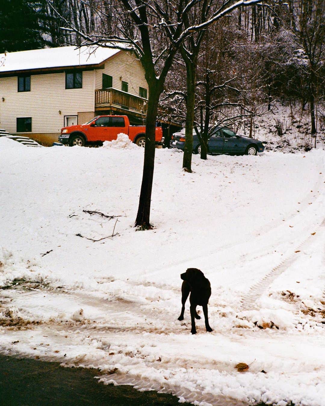 コナー・フランタのインスタグラム：「good boy greeting the stranger (me) running through his neighborhood ☃️   *on #35mm」