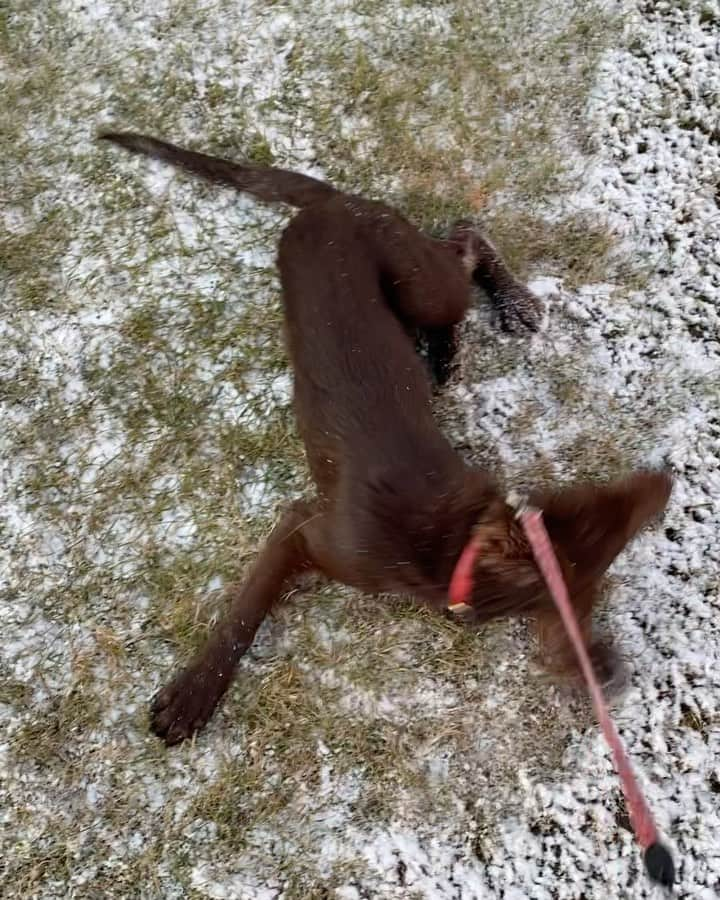 璃央じゅんのインスタグラム：「❄️ . . . うっすら雪化粧でもお構いなしのレオくん😂 楽しかったね🤣 どろどろなってました🥺笑 . . . #フラットコーテッドレトリバー #flatcoatedretriever  #大型犬 #おおがたけんのいる生活  #うっすら雪化粧 ＃冬到来」