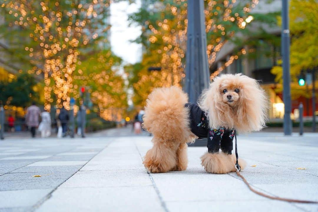 Toypoodle Mikuru?Asakusa Tokyoのインスタグラム：「20201217 Thursday  Good morning ! Friends 💖  段々と寒さも増して 朝、みくるも起きてきません😅 テレワークのお陰で、いつもより1時間遅いお散歩でも余裕で行けちゃいますよ☺️  なんか、 今週長いなぁ😣  20201129 Sunday pic.  #mytokyois #丸の内 #休日お散歩」