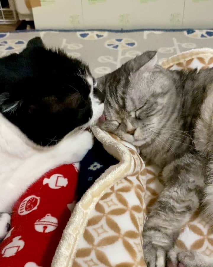 tiaichimaのインスタグラム：「Good morning!! ☃️おはナビムーギー‼︎  ムーギー、舐めながら途中途中で、( ﾟдﾟ) ､ﾍﾟｯ ぺっって何⁇  *  #牛柄組鼻まわり汚れ隊 #ムチムチッコ #ナビちん#ムーギー#MuuGieeboy#cat#neko#ねこ#neko#ネコ#スコティッシュフォールド#致命的な魅力#ScottishFold#まんじゅう部」