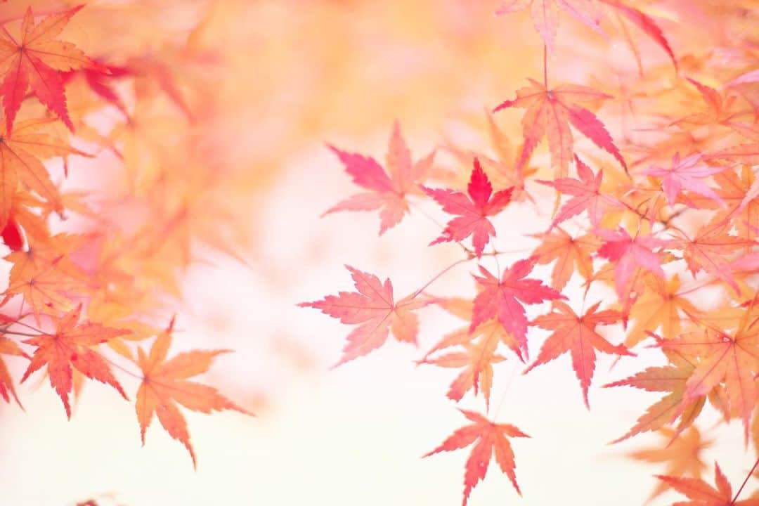 kiccyomuのインスタグラム：「☀️ 2020.12.17 Thu #昭和記念公園 見頃の #モミジ 🍁 まだ #紅葉 🍁が綺麗でした😊 もう少し秋🍁？ そろそろイルミの時期かな？  今日も寒いけど… 今日も元気に🤗  location #東京 📷撮影 2020年12月13日  #オールドレンズ 📷 #zeiss」