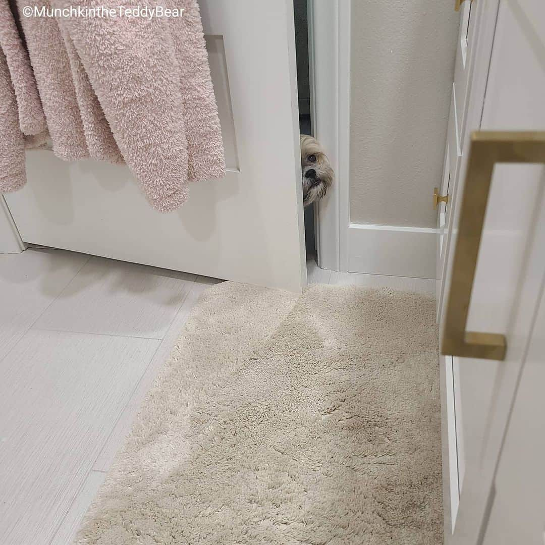 Original Teddy Bear Dogさんのインスタグラム写真 - (Original Teddy Bear DogInstagram)「When you're a dog it's perfectly acceptable and in fact required to be a bathroom creeper 👀 🚽 🚿 🐶 😬 #checkonyourhuman」12月17日 8時54分 - munchkintheteddybear