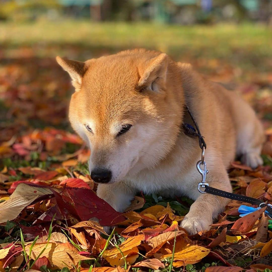 まる（まるたろう）さんのインスタグラム写真 - (まる（まるたろう）Instagram)「Good morning!✨🍂🐶🍂✨ポカポカしてるから気持ちええわ〜☺️ #この色合いすっきゃねん #綺麗よね #冬将軍来てるらしいね #まるあった事ないけど #サイン持ってるの☺️ #パパが会ったんだって #しゅげーだろ」12月17日 9時28分 - marutaro