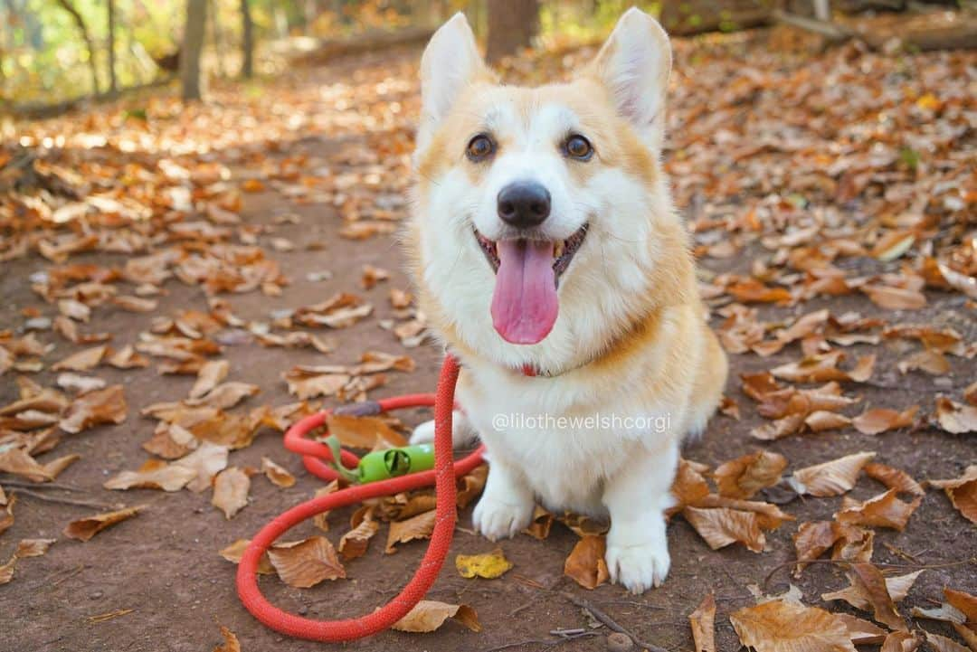 Liloのインスタグラム：「Stepping on crunchy leaves is a mood 🍂」