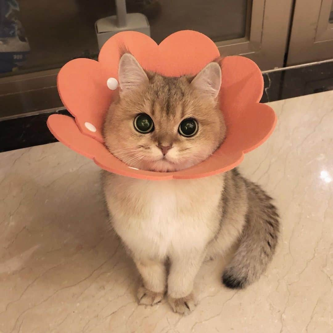 Aww Clubさんのインスタグラム写真 - (Aww ClubInstagram)「🌼⠀ ⠀ 📷@tootie_bunface⠀ ⠀ #meowed #tootiebunface #🌼 #BSH」12月17日 10時00分 - meowed