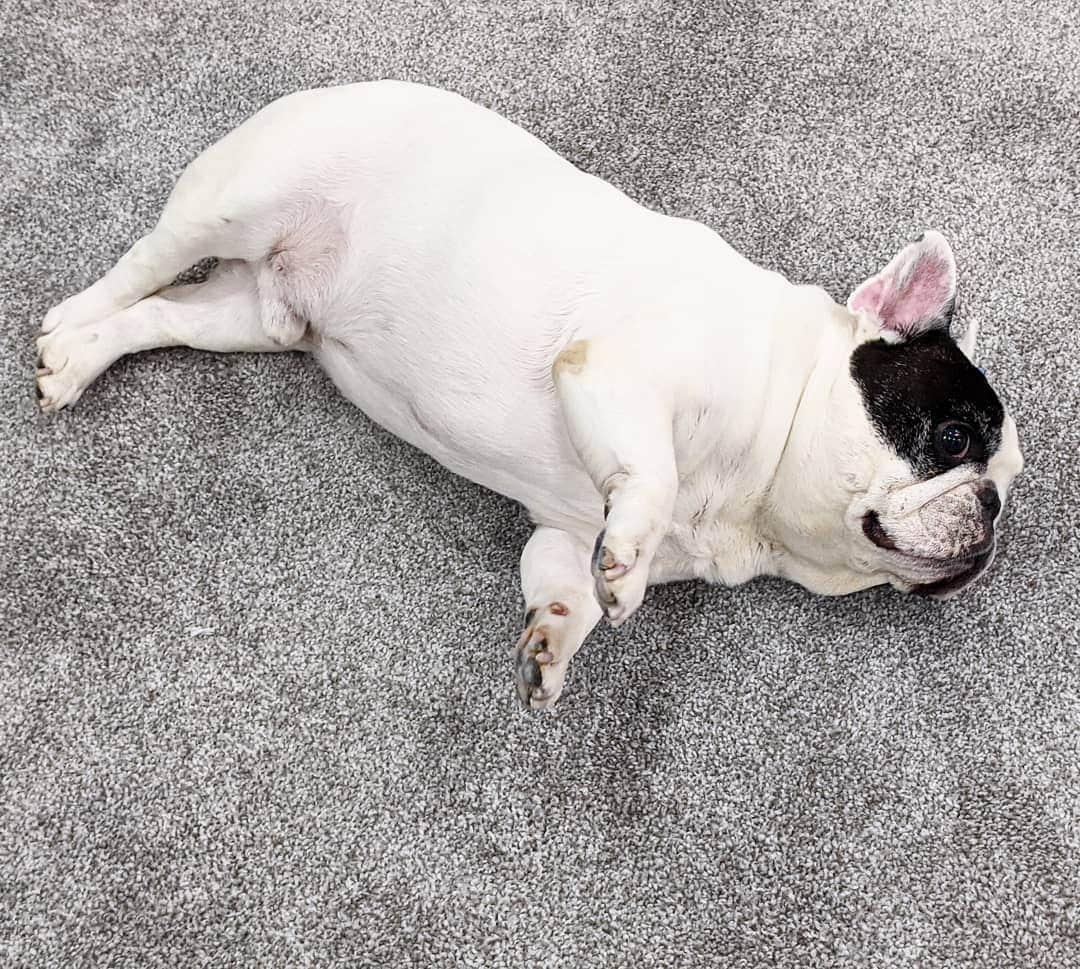 Manny The Frenchieさんのインスタグラム写真 - (Manny The FrenchieInstagram)「I love a soft carpet☺️」12月17日 10時08分 - manny_the_frenchie