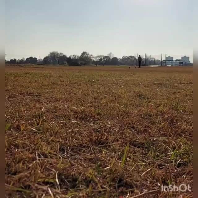 竹内都子のインスタグラム：「動画編集に挑戦中❗  #トイプードル #動画編集 #紅葉狩り」