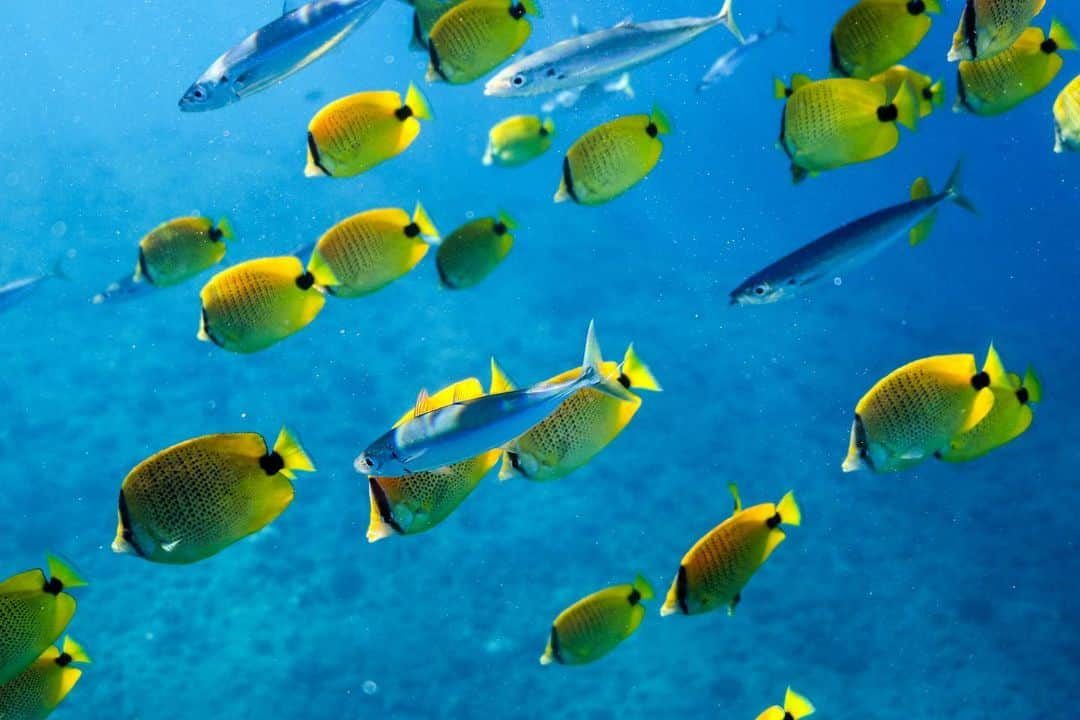 And Youのインスタグラム：「How do you respect the ocean when you enjoy it? Next time you’re at the beach we challenge you to clean it up a little before you leave. All it takes is a few minutes each day to make a difference! . .  . . . .  #sealife #staysalty #underwaterphotography #water_of_our_world #padi #madeofocean #adventureculture #saveouroceans #offshore #bg_underwater #freedive #divedeep  #animallovers #animalpolis #animalsofinstagram #igscwildlife #animales #exclusive_animals #wildlifephoto #wildlifeaddicts #wildlifephotography #animalworld #awesomeglobe #hawaiian #hawaiiunchained #hawaiilife #nakedhawaii #hawaiistagram #hawaiitag」