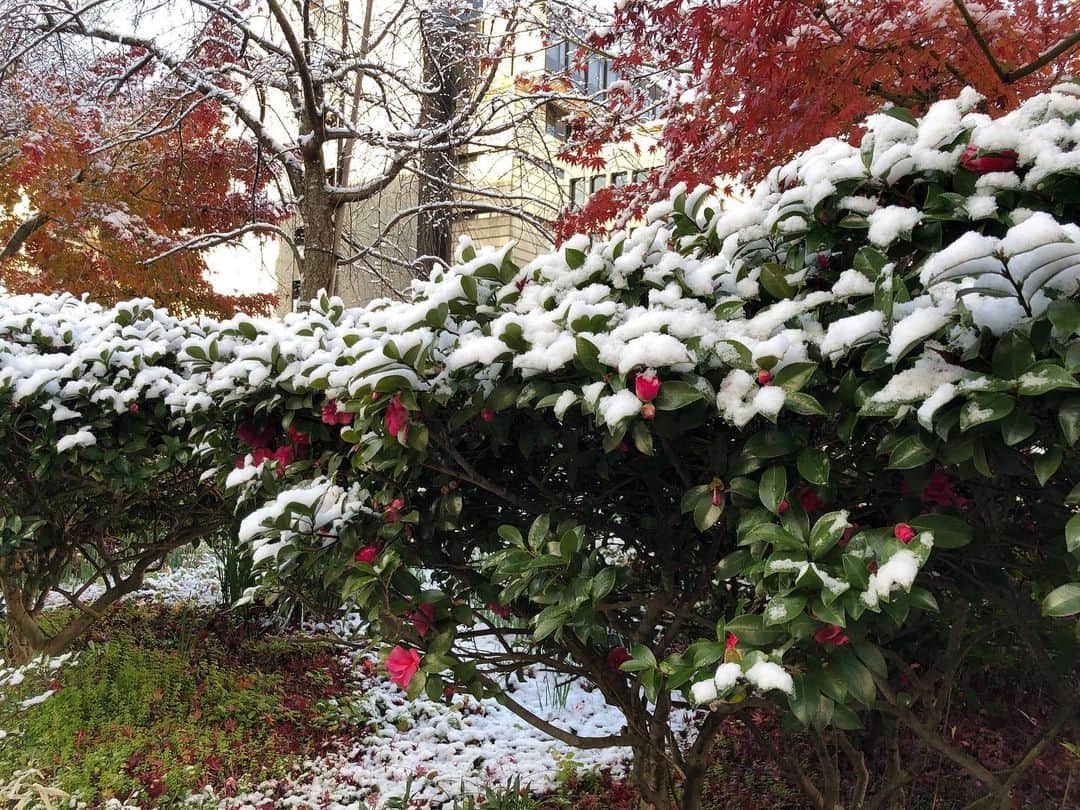 職人.comさんのインスタグラム写真 - (職人.comInstagram)「朝から三条ショールームの在庫補充に行ってきました。多分昨日は京都市中心部では初雪でした。雪国育ちの我々は1-2カ月間太陽をまともに見られない冬が懐かしいです。そんな学生時代の休み中に、今では全く無理なほど純文学をたくさん読みました。あの頃があったから精神的にも強くなり、独立にも耐えられたのだと思います。あとは大学4年時に行ったアメリカとヨーロッパ一周。計画してイレギュラーに随時対応しながら実行していくということを学びました。その後の約130カ国の旅にも繋がりました。これからも計画して実行していきたいと思います。 @shokunincom  #職人ドットコム #京都市 #キッチン用品 #調理道具 #料理道具 #台所道具 #手仕事 #暮らしの道具 #暮らしを楽しむ #工芸品 #民芸 #民藝 #器のある暮らし #焼き物」12月17日 10時39分 - shokunincom