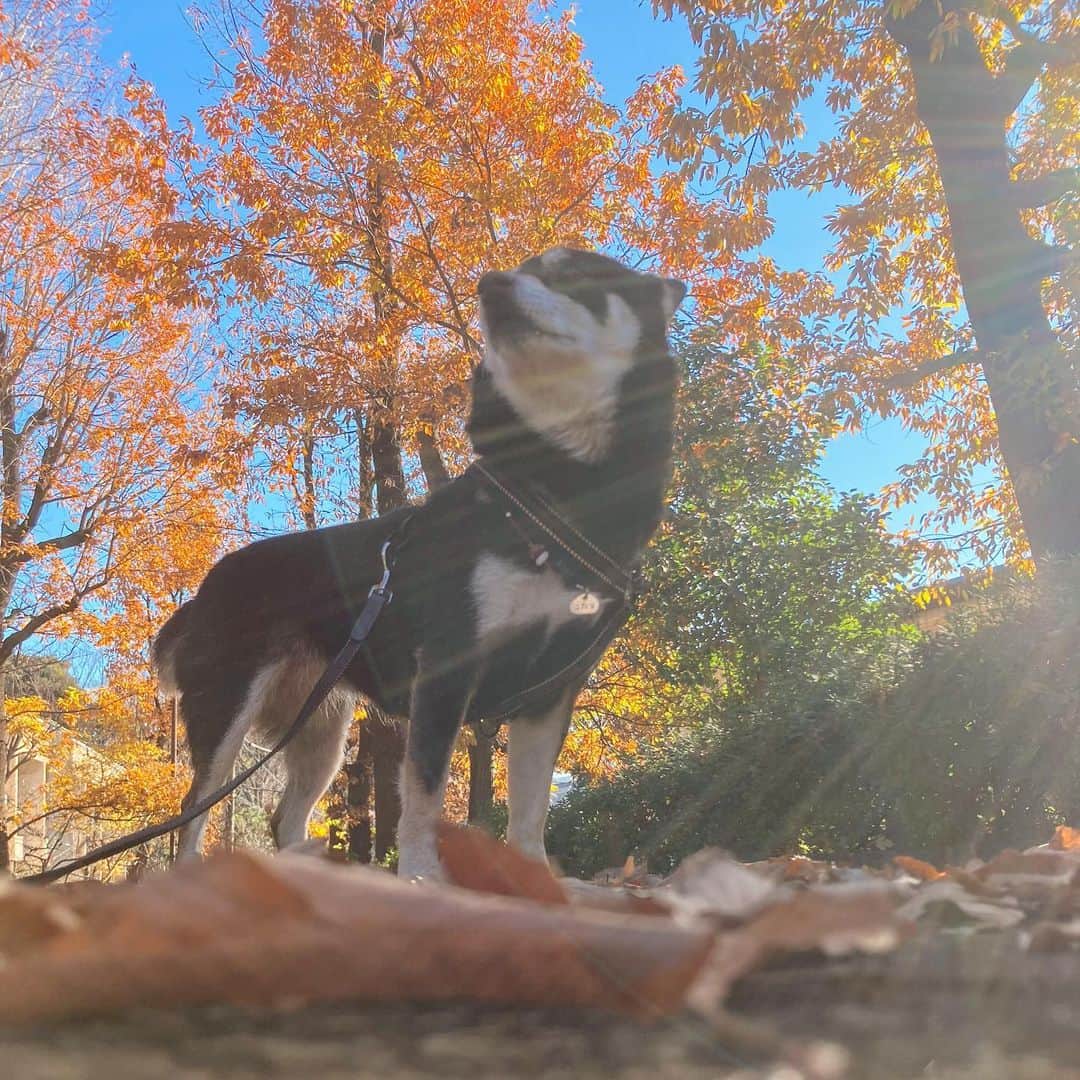 vo_coのインスタグラム：「🍂🍁 知ってた？ 2020年ってあと2週間で終わっちゃうらしいよ？ ＊ #shibastagram #instashiba #shiba #shibainu #黒柴 #柴犬」