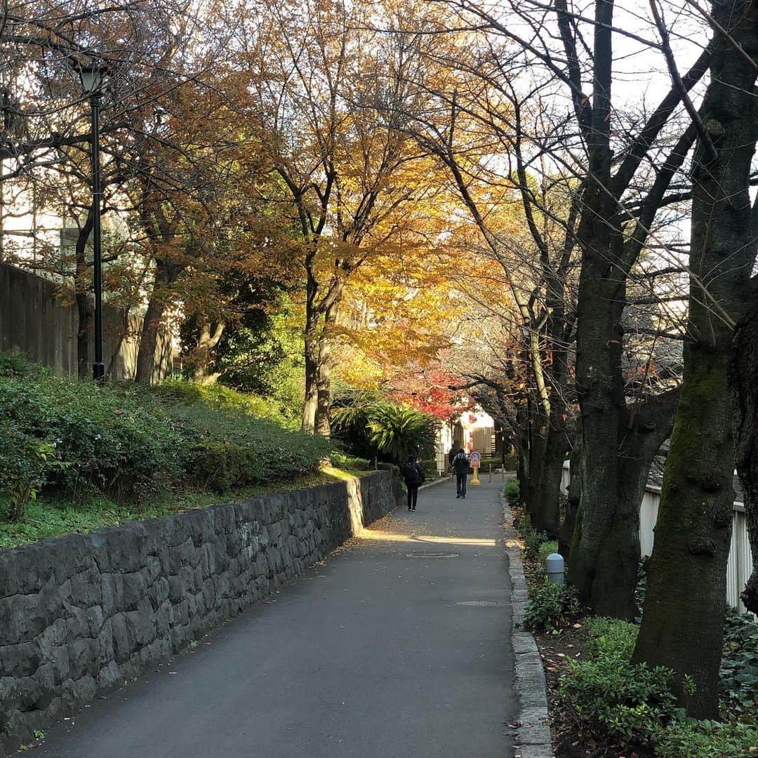 ヨネスケさんのインスタグラム写真 - (ヨネスケInstagram)「江戸川公園。神田川沿いを散歩しました。近くにこんないい所があるなんて。 #江戸川公園#江戸川橋#神田川#いっきゅうばし」12月17日 10時55分 - yonesuke5656
