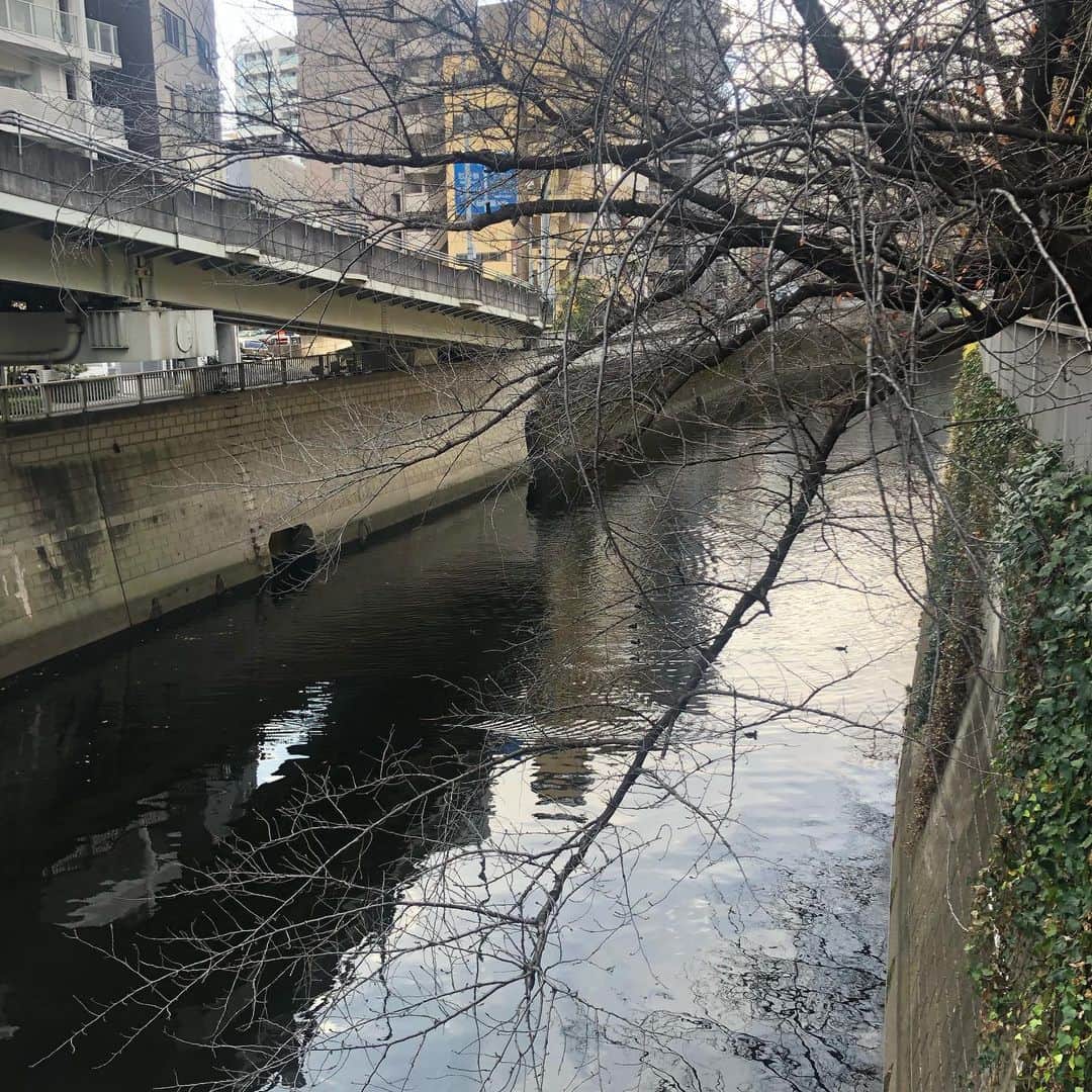 ヨネスケさんのインスタグラム写真 - (ヨネスケInstagram)「江戸川公園。神田川沿いを散歩しました。近くにこんないい所があるなんて。 #江戸川公園#江戸川橋#神田川#いっきゅうばし」12月17日 10時55分 - yonesuke5656