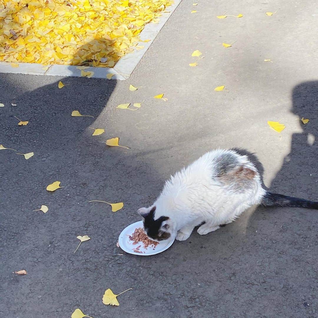 谷奥えまのインスタグラム：「🐈みてるとほのぼのするね」