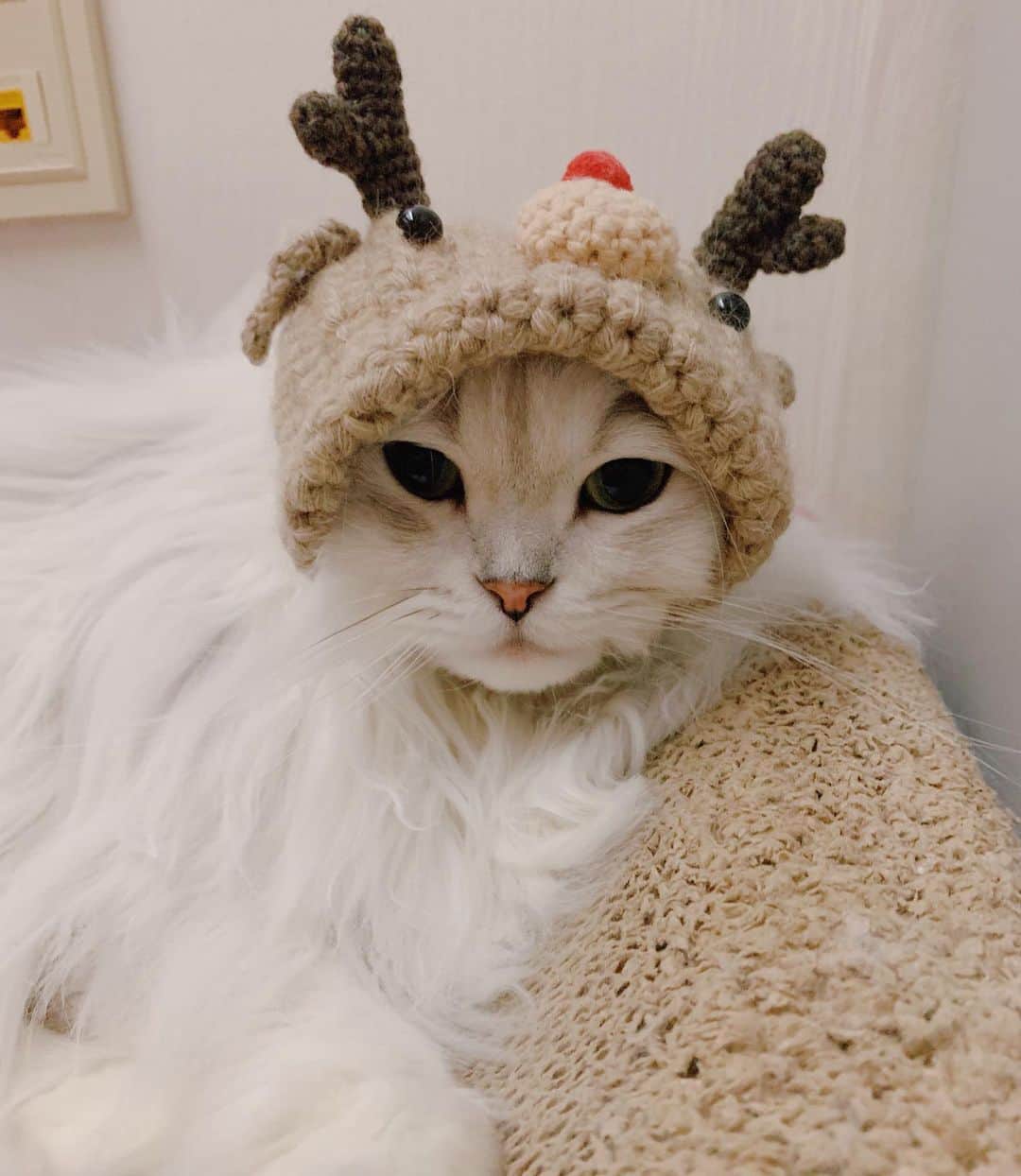 후추네큰언니のインスタグラム：「뜨개 루돌프 vs 버츄얼 루돌프 🤭 후돌프! ❤️🦌🎄  #후추  #고양이  #냥스타그램 #캣스타그램  #Hoochu #Hoochuthecat #cat #cats #catstagram #catsofinstagram #topcatphoto #bestmeow #ilovecat #cute #fluffy #petstagram #instacats」