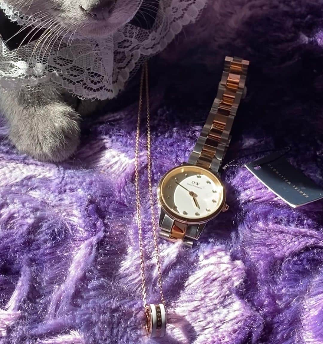 midoriさんのインスタグラム写真 - (midoriInstagram)「. . @DanielWellington さんの腕時計⌚︎. . 文字盤がSwarovski® クリスタルで彩られ、光の加減でキラキラと輝きが変わるステキな腕時計です✨✨. . . そして、小ぶりでコロンと可愛らしいネックレスは、カジュアルにもエレガントにもどんなシーンにもマッチする可愛いネックレスです❤️❤️. . . これからの季節、是非、#クリスマスプレゼント にいかがでしょうか🎁🎁. . .  #danielwellington では、クリスマスキャンペーン実施中です💕. . . 🎄公式サイトhttps://www.danielwellington.com/jp  やDW直営店舗にて二点以上お買い上げで25％OFFになりますので、是非、覗いてみて下さい💕💕. .  🎄とってもステキなギフトラッピングは今なら無理です💕💕. .  🎄15％OFFクーポンコード【midori0】の併用でさらにお得になります✨✨. . .  🎄12月22日までの注文で、クリスマスまでに間に合います🎁. . .    #DWクリスマス #自分へのご褒美 #クリスマスギフト #大切な人へ   .  #ネコ#ねこ#猫#ねこすたぐらむ #にゃんこ #にゃんすたぐらむ#猫好きな人と繋がりたい #保護猫 #ねこちゃんホンポ#子猫#にゃんことクリスマス #ペコねこ部#nyancon01 #catstagram#cats_of_instagram#catsofinstagram#kittycat #bestmeow#meow#cutepetclubs#club_of_cats#kitty#ilove cat#loverycat」12月17日 11時17分 - midorinotanbo