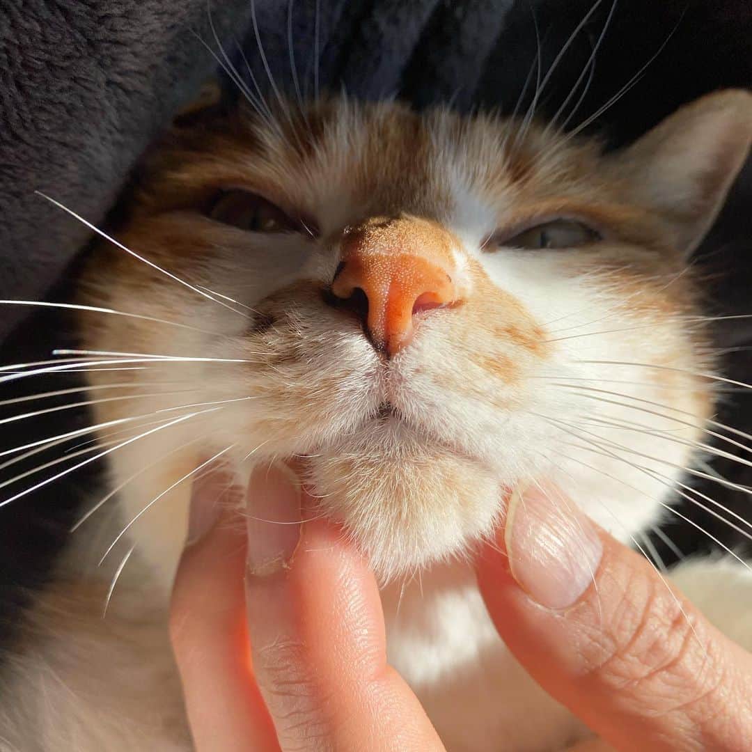 のインスタグラム：「おはよ #ポチ実 #三毛猫」