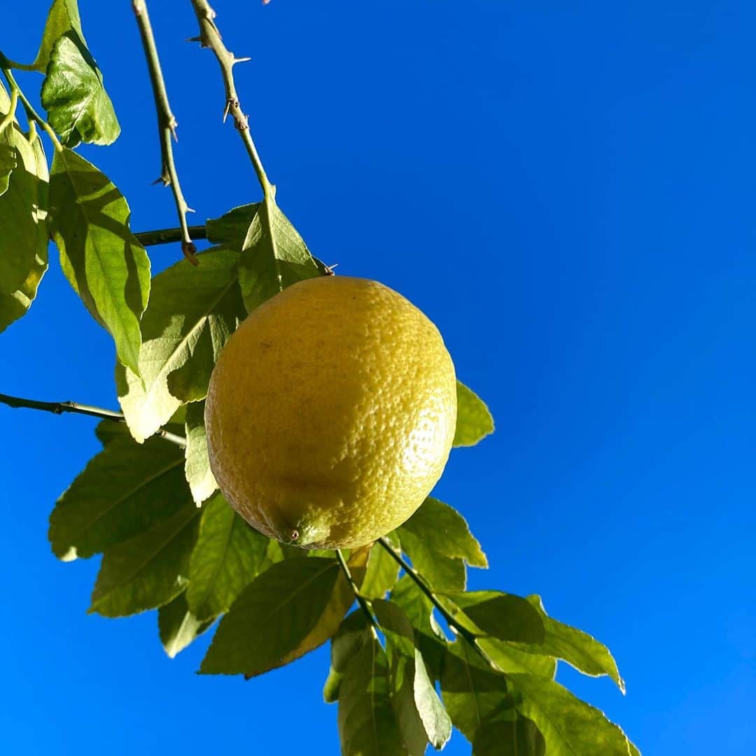 光野桃のインスタグラム：「水彩絵具で塗ったような青空のもと、今年たったひとつだけ大きく実ったレモンを収穫しました。  #今年の果樹は全滅 #天候とハクビシンに負けた😭 #そんな年もあるよね #来年また頑張ろう」