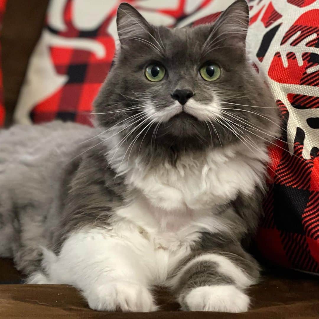 ハミルトンザ・ヒップスターキャットのインスタグラム：「Hammy has to be the most handsome cat in the world to still look this good after the botched haircut I just gave him.  #mustachecat」