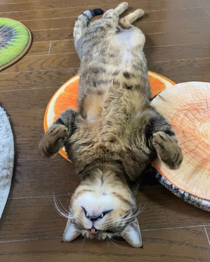 のインスタグラム：「. . 昨日の、#へそ天　バンくん🤣🤣. . . ちょっとだけ動くよ🤣🤣. . .  #ネコ#ねこのいる暮らし #シマホネコダスケ#シマホレスキュー #保健所出身 #キジトラ #ねこ#猫#ねこすたぐらむ #にゃんこ #にゃんすたぐらむ#猫好きな人と繋がりたい #保護猫 #ねこちゃんホンポ#多頭飼い #猫動画 #ペコねこ部#9gag  #catstagram#cats_of_instagram#catsofinstagram#kittycat #catlover #ilovecat #bestmeow#meow#cutepetclubs#club_of_cats」