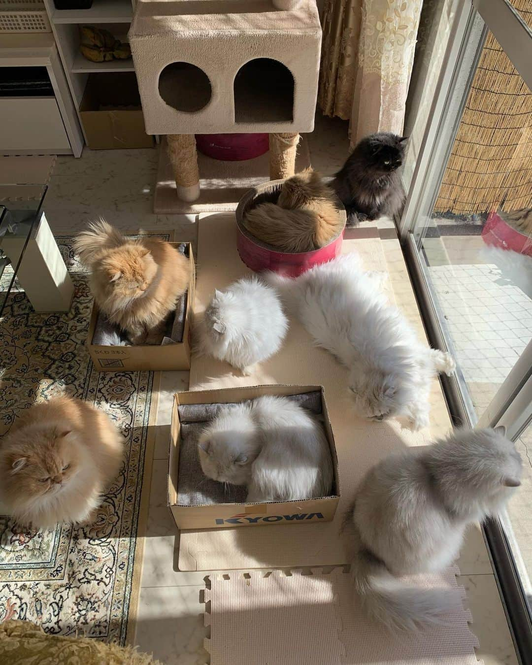 12 Chinchilla Persianさんのインスタグラム写真 - (12 Chinchilla PersianInstagram)「Sun bathing ☀️ . It’s 12:00pm  here in 🇯🇵, sunny but windy Nd 5 degrees outside . Wish you all a good day/night  Nd a warmer weather 😽  #cat #catstagram #catstagram_japan #persiancat #cats_of_instagram #weeklyfluff」12月17日 12時03分 - 12catslady