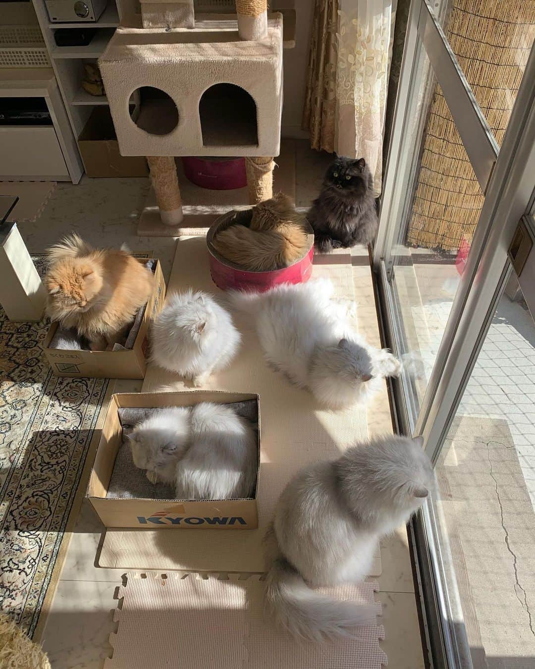 12 Chinchilla Persianさんのインスタグラム写真 - (12 Chinchilla PersianInstagram)「Sun bathing ☀️ . It’s 12:00pm  here in 🇯🇵, sunny but windy Nd 5 degrees outside . Wish you all a good day/night  Nd a warmer weather 😽  #cat #catstagram #catstagram_japan #persiancat #cats_of_instagram #weeklyfluff」12月17日 12時03分 - 12catslady