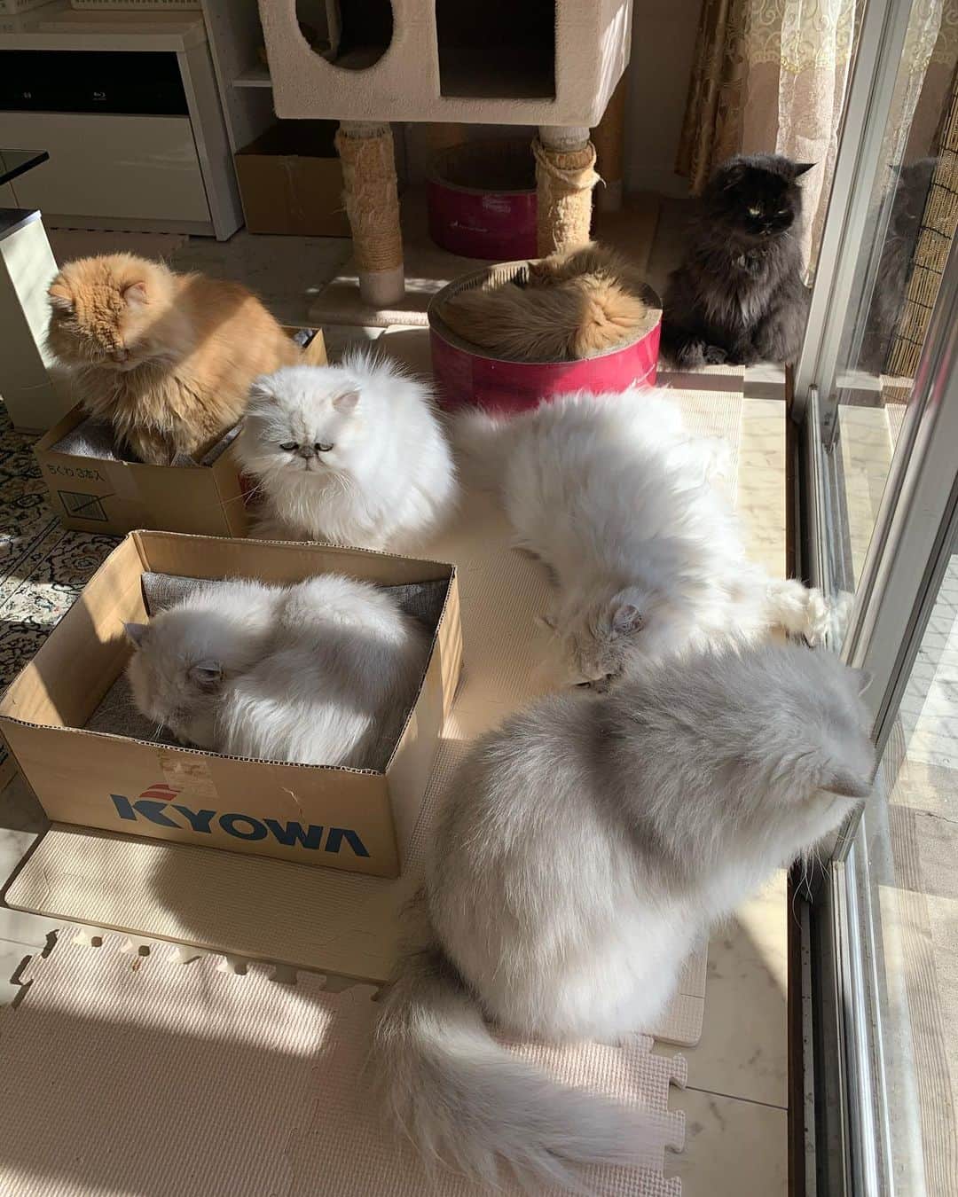 12 Chinchilla Persianさんのインスタグラム写真 - (12 Chinchilla PersianInstagram)「Sun bathing ☀️ . It’s 12:00pm  here in 🇯🇵, sunny but windy Nd 5 degrees outside . Wish you all a good day/night  Nd a warmer weather 😽  #cat #catstagram #catstagram_japan #persiancat #cats_of_instagram #weeklyfluff」12月17日 12時03分 - 12catslady
