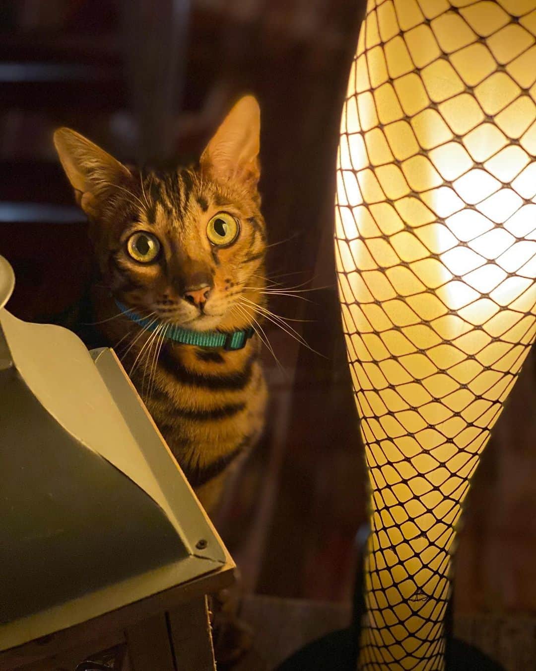 ドミニク・バーンズのインスタグラム：「When that lighting hits just right 😽 . . . . . . #cat #cats #catsofinstagram #bengal #bengalcat #tito #kitty #model #light #leglamp #achristmasstory #greeneyes #denver #catlife #catlovers #catstagram」