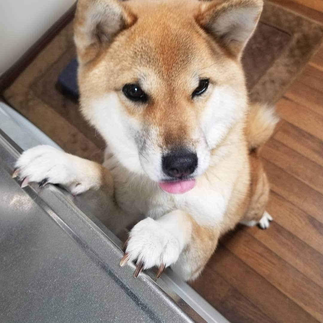 柴犬たま Shibainu Tamaのインスタグラム