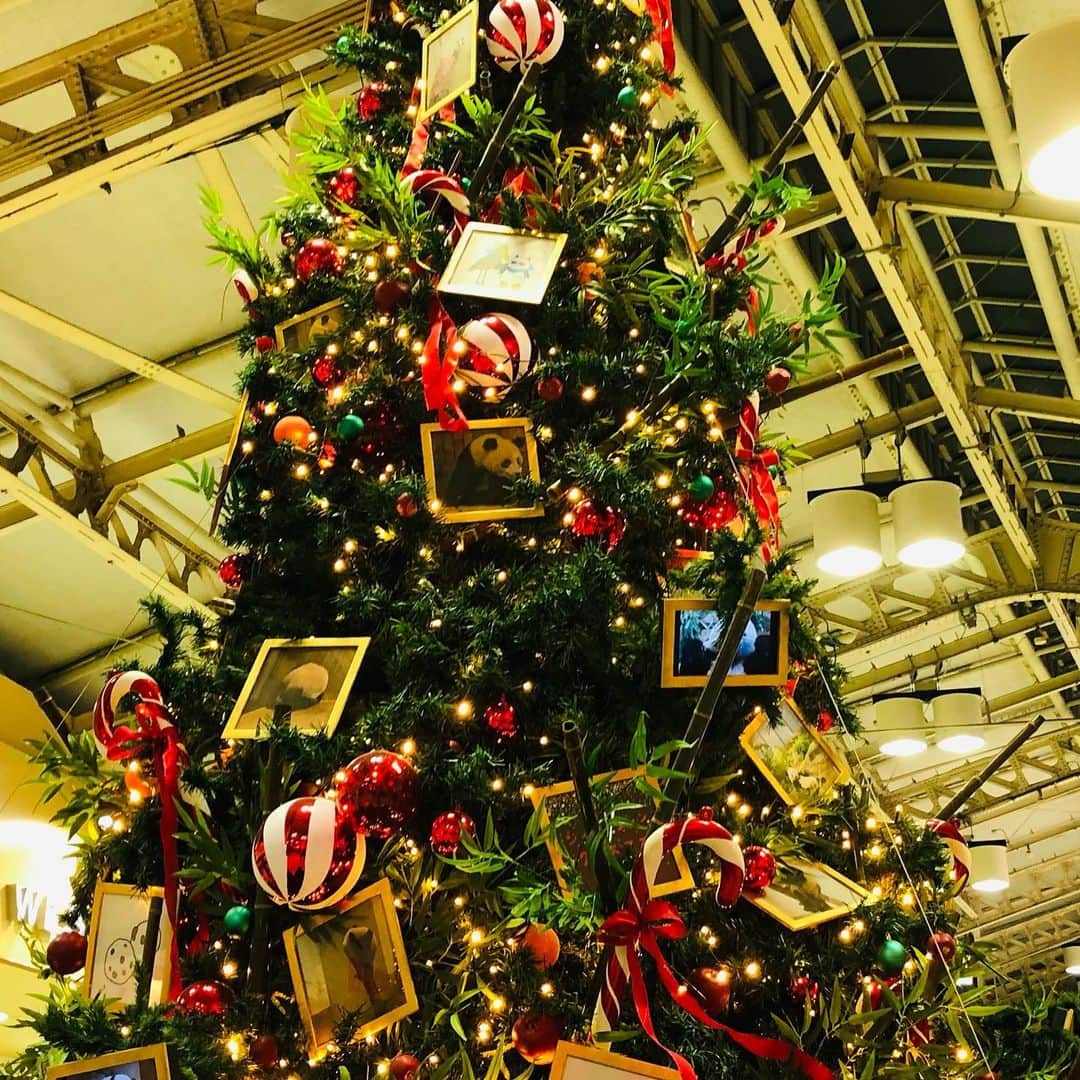 走裕介のインスタグラム：「世の中は〜クリスマス🎄🧑‍🎄 こんな巨大なツリーも登場🎄 #走裕介  #クリスマスツリー  #巨大」