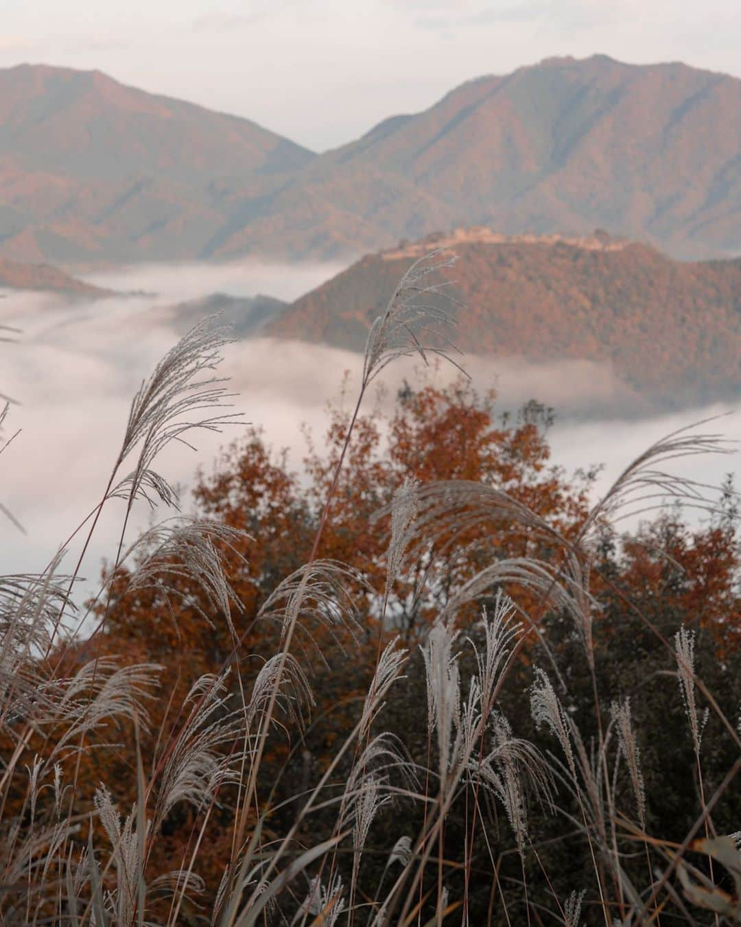 大越光貴さんのインスタグラム写真 - (大越光貴Instagram)「SUSUKI.  #2020autumn #autumninjapan #seaofclouds #japaneselandscape #japaneseautumn #love_hyogo #machupicchu #雲海 #朝焼け #竹田城 #竹田城跡 #ススキ #紅葉狩り #紅葉2020 #紅葉ハンター #日本の絶景 #死ぬまでに行きたい日本の絶景 #絶景ハンター #ファインダー越しの私の世界」12月17日 12時22分 - koukoshi