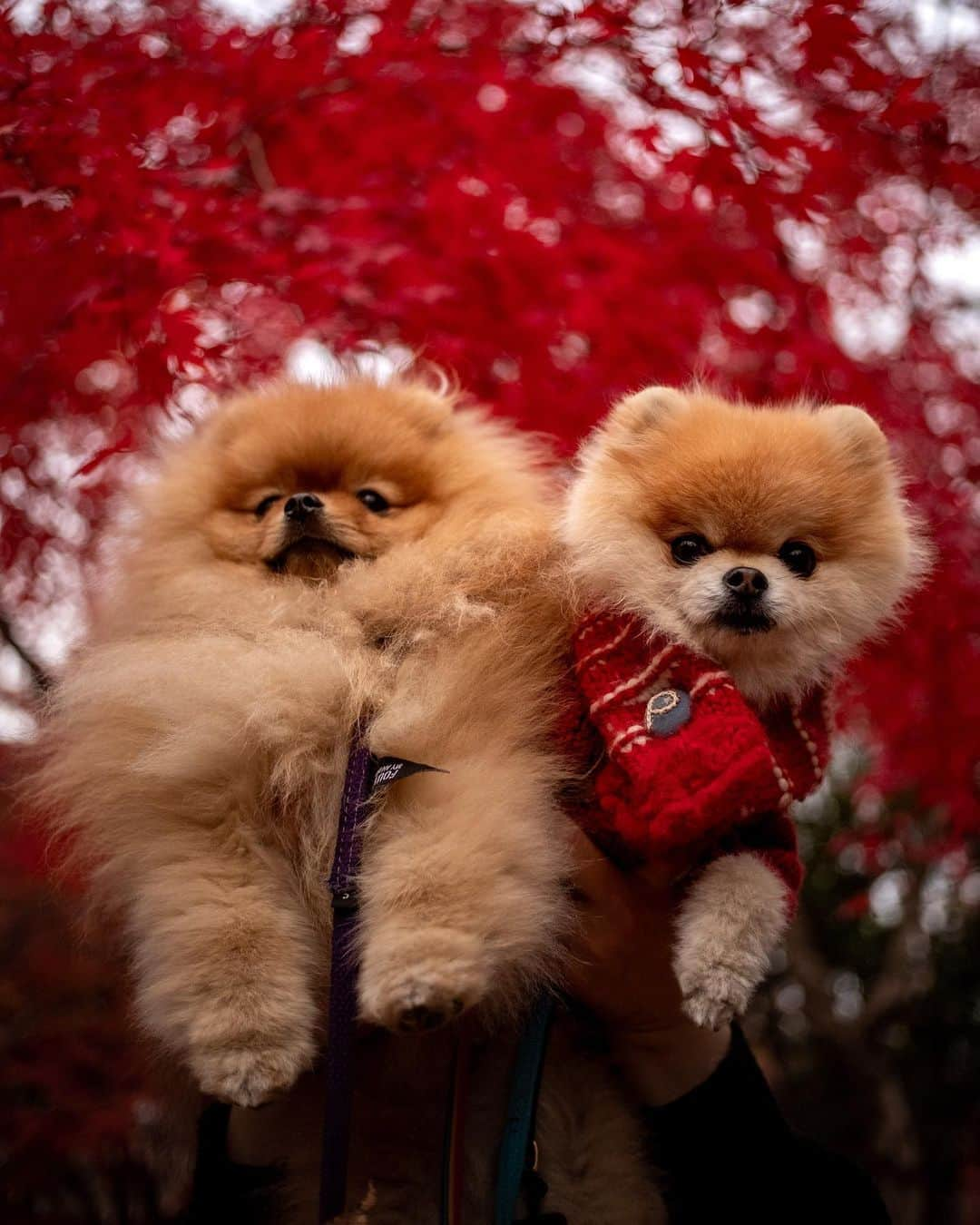 ポテチンさんのインスタグラム写真 - (ポテチンInstagram)「Walk in the park with my friend Rokkaku.  3〜 photos and movie by @little2poms  #pomwrestling」12月17日 12時30分 - pom.potechin